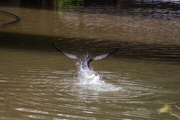 日本の川で遊ぶ川鵜
