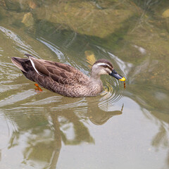 日本の鴨