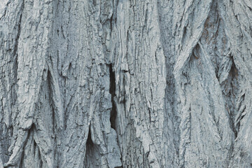 Gray background of the trunk of the bark of the tree, the texture of the tree.