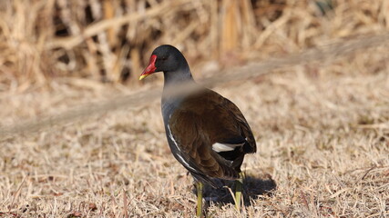 岸に上がって日向ぼっこしているバンの写真