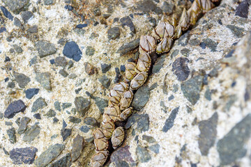 Japanese goose barnacle grow in clusters in cracks in the reef