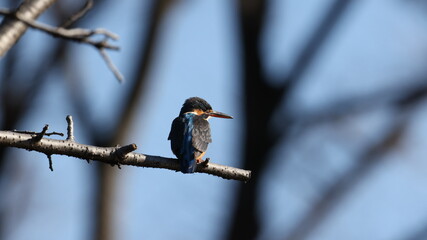 野鳥の宝石と言われているカワセミの写真