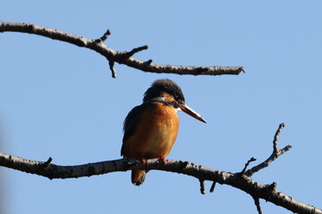 野鳥の宝石と言われているカワセミの写真