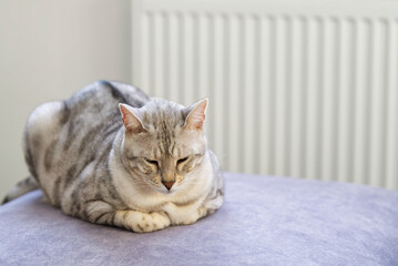 beautiful cat is lying on the couch and rests. Nice Silver spotted Bengal cat at home. close up