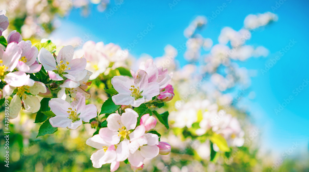 Poster bright beautiful spring image of a branch of a blossoming apple tree with large flowers of white-pin