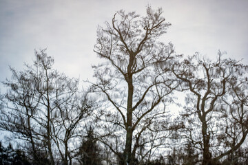 Fototapeta na wymiar trees in the sky, nacka, sweden, stockholm,sverige