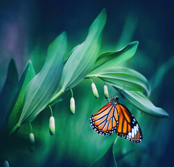 Beautiful natural macro image of orange butterfly Monarch, sitting on an unblown buds lily of valley flower in nature in dark green tones. © Laura Pashkevich