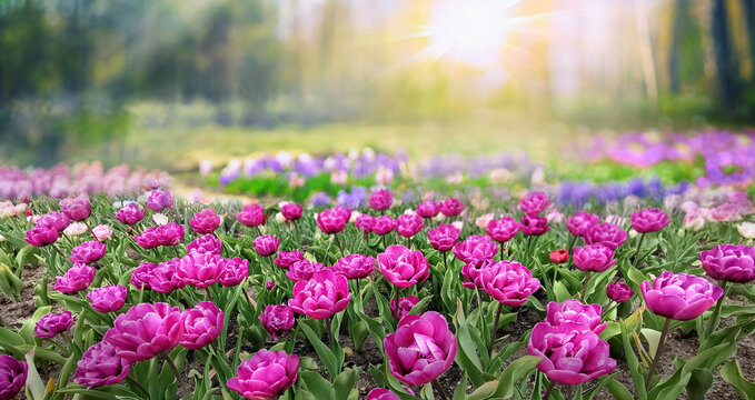 Beautiful natural wide-format image of spring meadow of young bright blooming purple tulips in morning sun in park in nature.