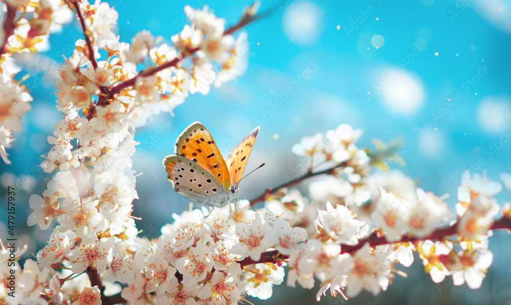 Poster beautiful spring image of branch of blooming sakura with orange butterfly in nature, close-up with m