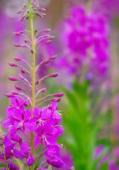flower, nature, flowers, spring, purple, plant, garden, pink, summer, flora, bloom, blossom, beauty, field, violet, macro, close-up, orchid, wild, beautiful, grass, bee, season