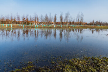 Big tree plantation behind park next to huge puddle full of water and reflections