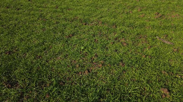 Green crops of wheat or barley on dry ground during drought. Concept of work in agricultural farm for making business and having profit from production organic food