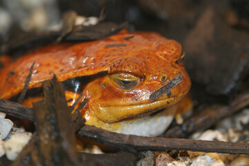 Closeup on an adult orange Dyscophus guineti, Tomato frog