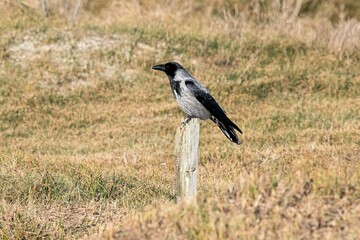 Rabenvogel - Insel Helgoland
