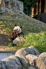 Giant Panda in captivity breaking bamboo branches with its jaws to eat them