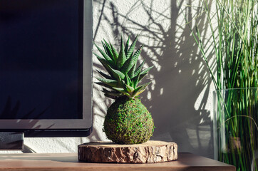 Kokedama of a succulent plant called Haworthia fasciata.  Home decoration. 