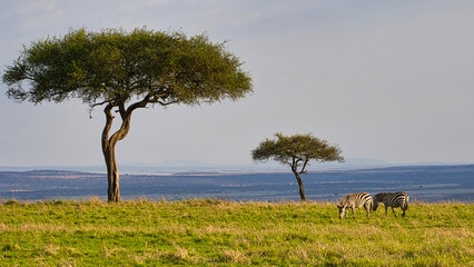 Fototapeta na wymiar Two acacias and two plains zebras, Equus quagga, in the Maasai Mara.