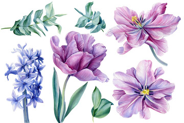 Spring flowers tulip, eucalyptus, hyacinth. Watercolor botanical painting on white background.