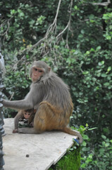 Fototapeta na wymiar A female monkey with her baby sitting outside in park