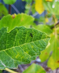 close up of green leaf