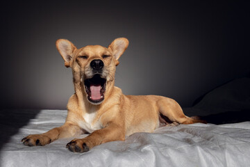 Funny mixed-breed dog yawning after waking up in a comfortable bed illuminated by the early morning...