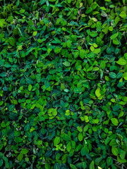 Fototapeta premium green leaves background