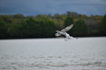 Seagull