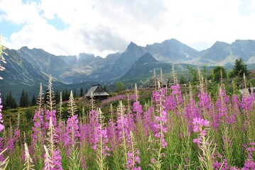 Beautiful mountain landscape. A trail leading through the Tatra National Park.