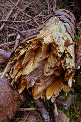 A broken tree trunk is a close-up in the forest.