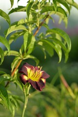 Lily flower in the light close-up. Complimentary colors. Yellow and purple. Petals, pistil and stamens. Greens on the background. 