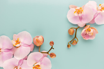 Pink orchid theme objects on pastel background.