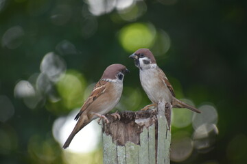 Eurasian Tree Sparrow
