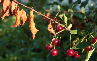 Cherry-tree diseases. Cherry Leaf Scorch. Erwinia amylovora. Dangerous bacteria infects leaves