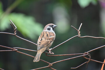 Eurasian Tree Sparrow