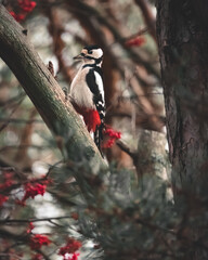 Great spotted woodpecker on a tree branch. Rowanberries at background.