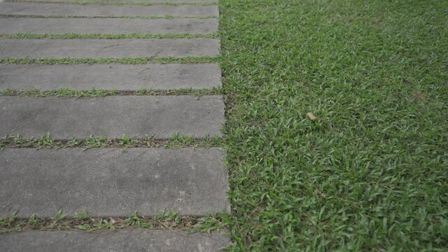 grass on the ground with a walkway