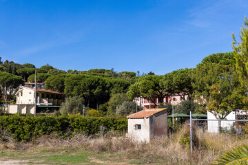 Fototapeta na wymiar Dilapidated houses under umbrella pines in the small coastal town of Procchio on the island of Elba in Italy under a bright blue summer sky