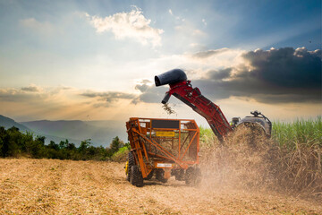 Fototapeta Harvesting machine working in sugar cane field obraz