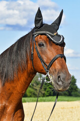 Portrait of a beautiful warmblood horse with a snaffle and an ear bonnet.