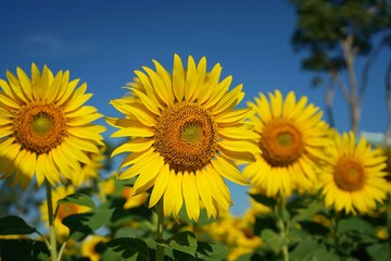 Photo of sunflowers in the morning in the sunflower field