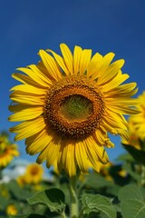 Photo of sunflowers in the morning in the sunflower field