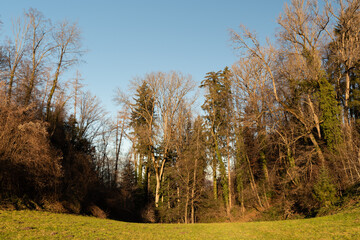 Beautiful forest in Schellenberg in Liechtenstein
