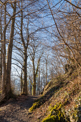 Beautiful forest in Schellenberg in Liechtenstein