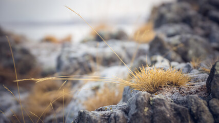 grass on the beach (Baykal)