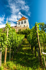 Fototapeta na wymiar Ptuj Old Vineyards and Ptuj Castle on Hilltop, Slovenia at Summer