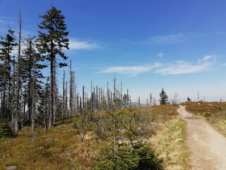 Beautiful mountain landscape. A trail leading through the Tatra National Park.