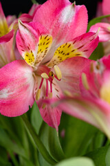 Fototapeta na wymiar pink Alstroemeria flower