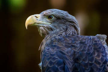 Adler