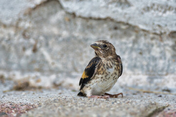 A young European Goldfinch (Carduelis carduelis), sitting on the ground.