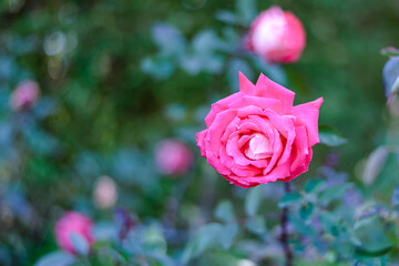 Beautiful pink roses in the park